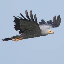 African Harrier Hawk