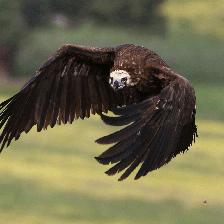 Wildlife Photographs - Raptors