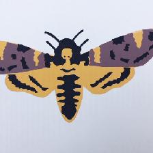 Death's Head Hawkmoth