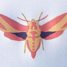 Elephant Hawkmoth