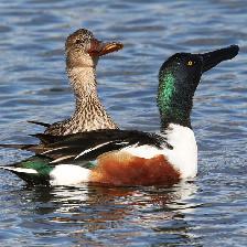 Wildlife photos - Water and Sea Birds