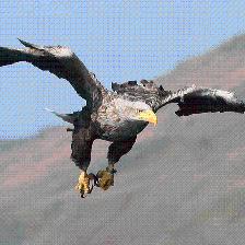White-tailed Eagle fishing on sea loch in Isle of Mull